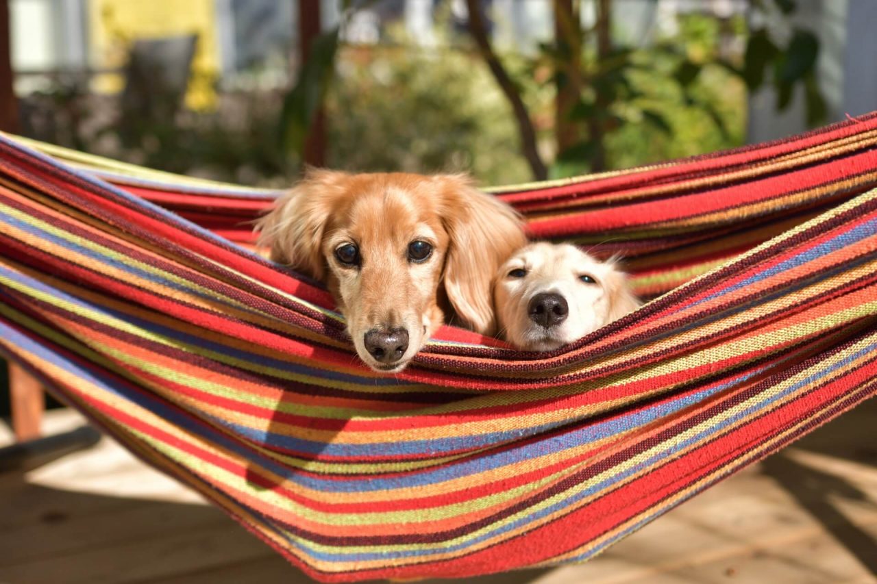 ハンモックで遊ぶ二匹の犬