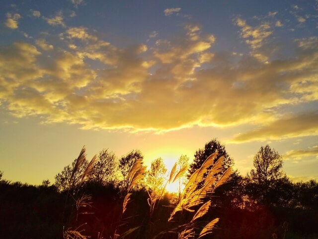 ススキ畑の秋の日没