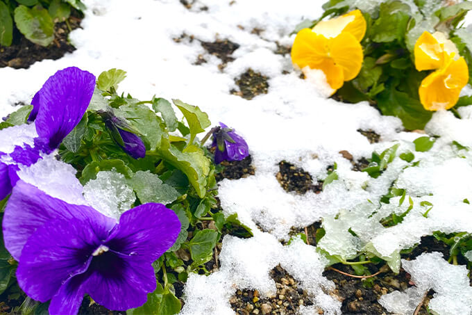 雪の中の花