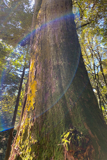 神々しい杉の木